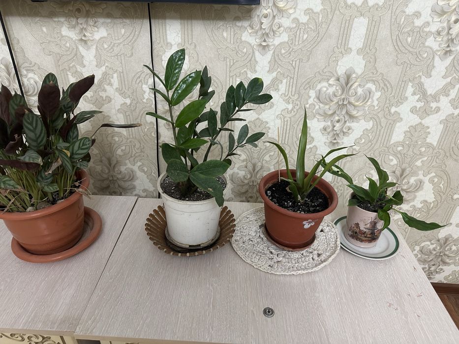 Цветы растения  растения