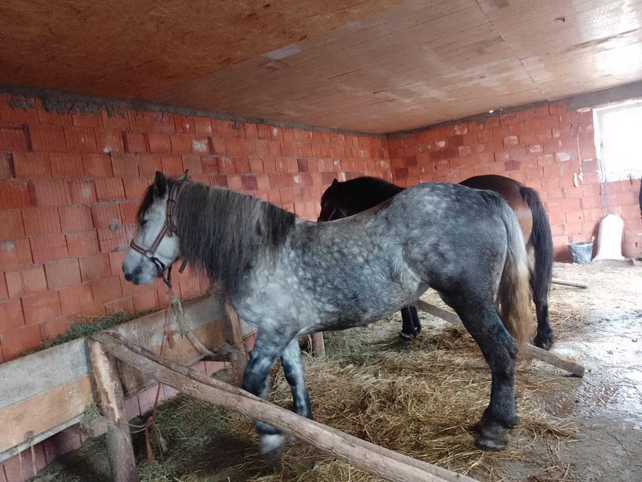 Iapa de 4 ani de vnzare