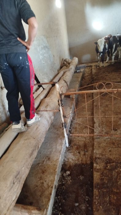 Borol 2ta 7metdan ziyod