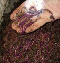 КРУГЛОСУТОЧHO | Калифoрнийские красные черви для pыбaлки и биогумуса.