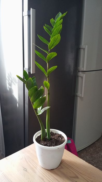 Замиакулькас, доллоровое дерево