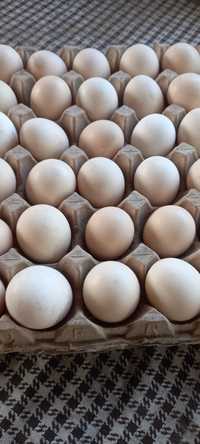 Яйца   домашние   куриные