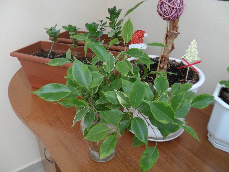 фотоапарат Samsung PL20 14 МРх