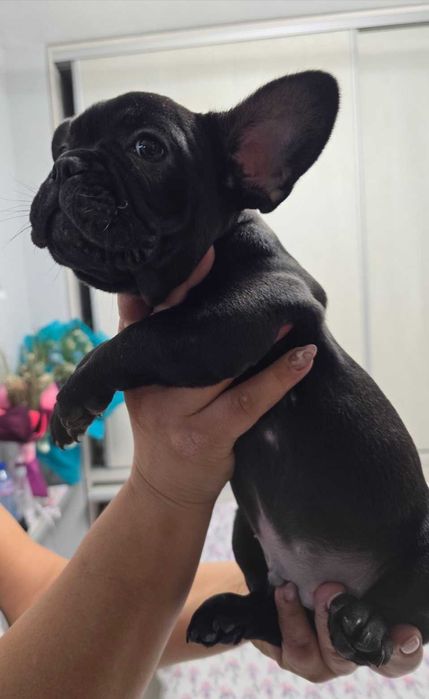 Френски булдог бебета