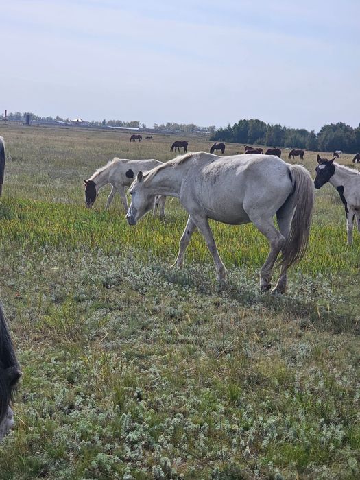 Продам  кобылу с жабагы