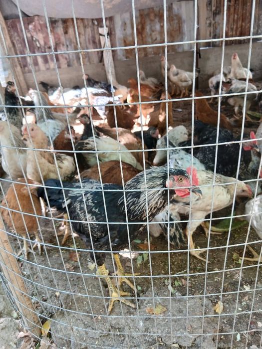 Продам Адлер и кучинский цыплят