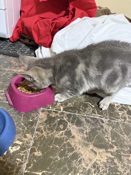 отдам котенка в добрые руки