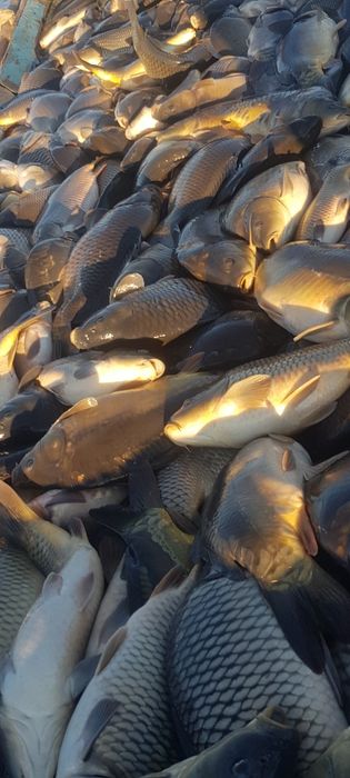 Риба Шаран за консумация