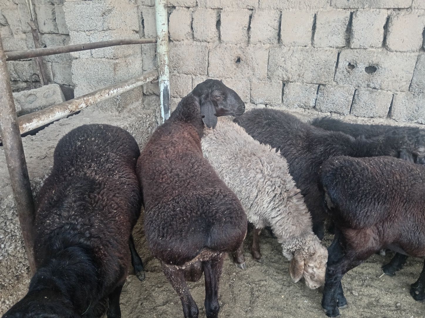 Qochqorlar sotiladi кочкор кой