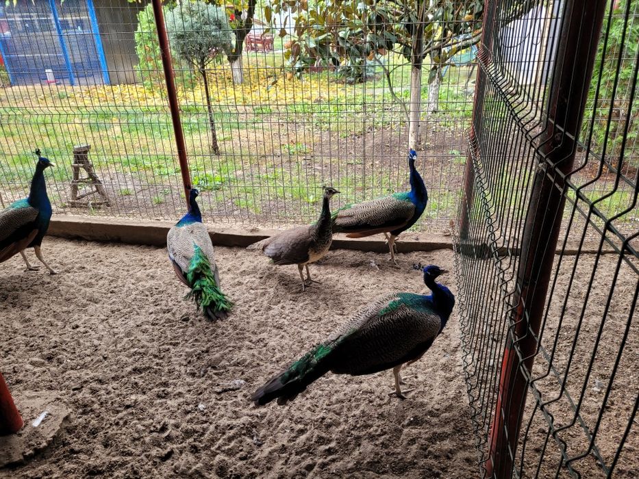 Pauni,fazani,porumbei,rate mandarine