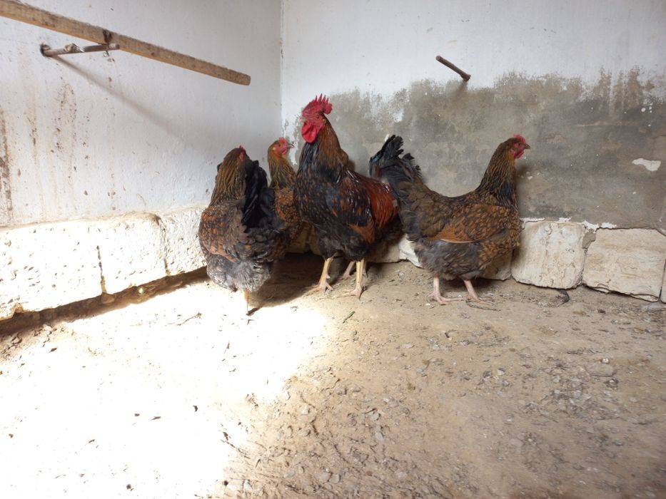 Кучин ситцевый тауыктар сатылады