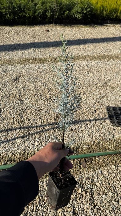 Аризонский кепарис (Италия)