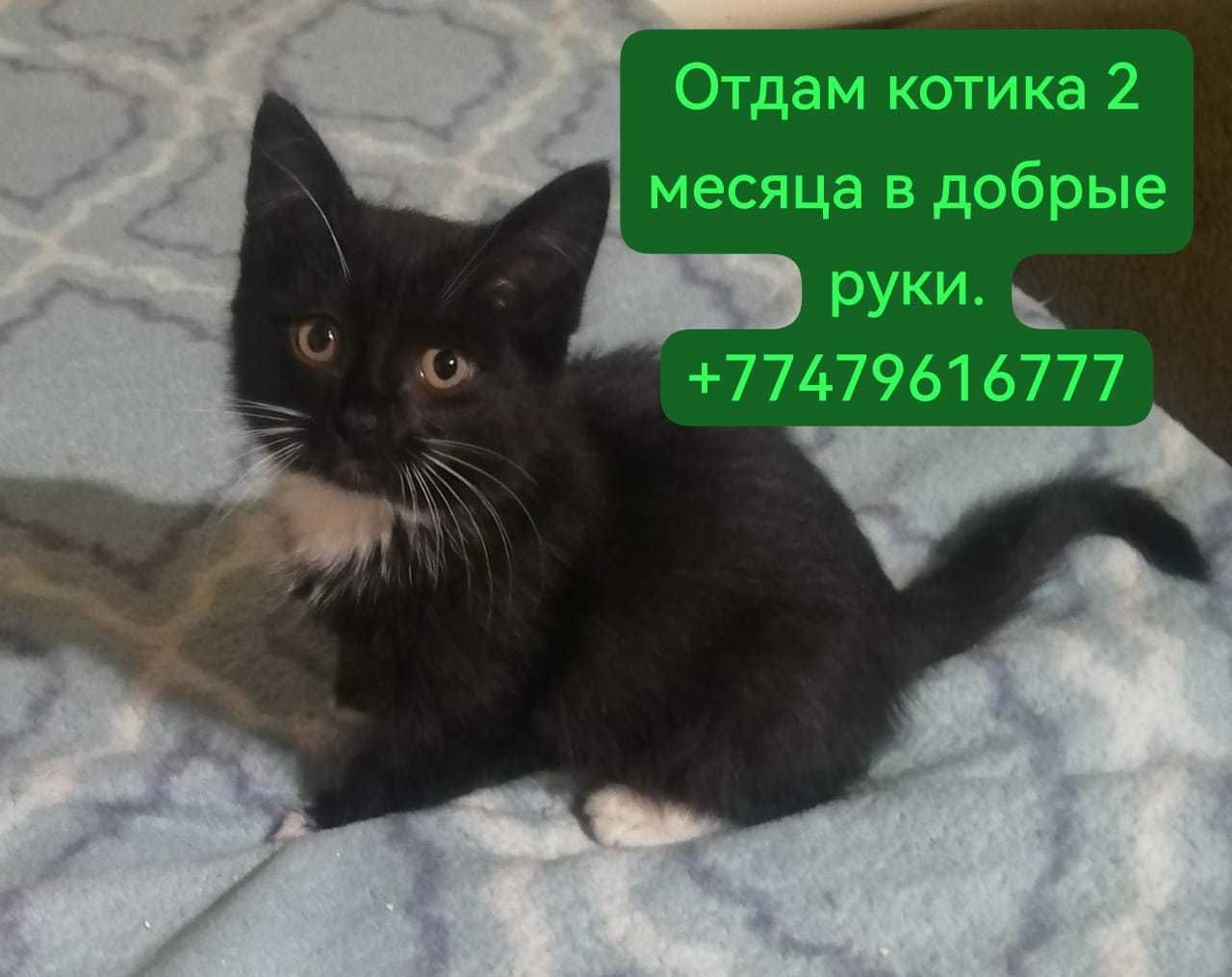 Котята ищут дом, в добрые и заботливые ручки.