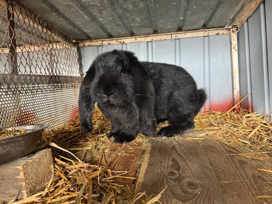 Iepuri berbec german