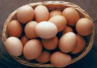 Домашни яйца. Свободно гледани кокошки. Перник