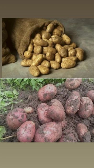 Продам дачную рассыпчатую вкусную картошку, есть два вида красная.бел