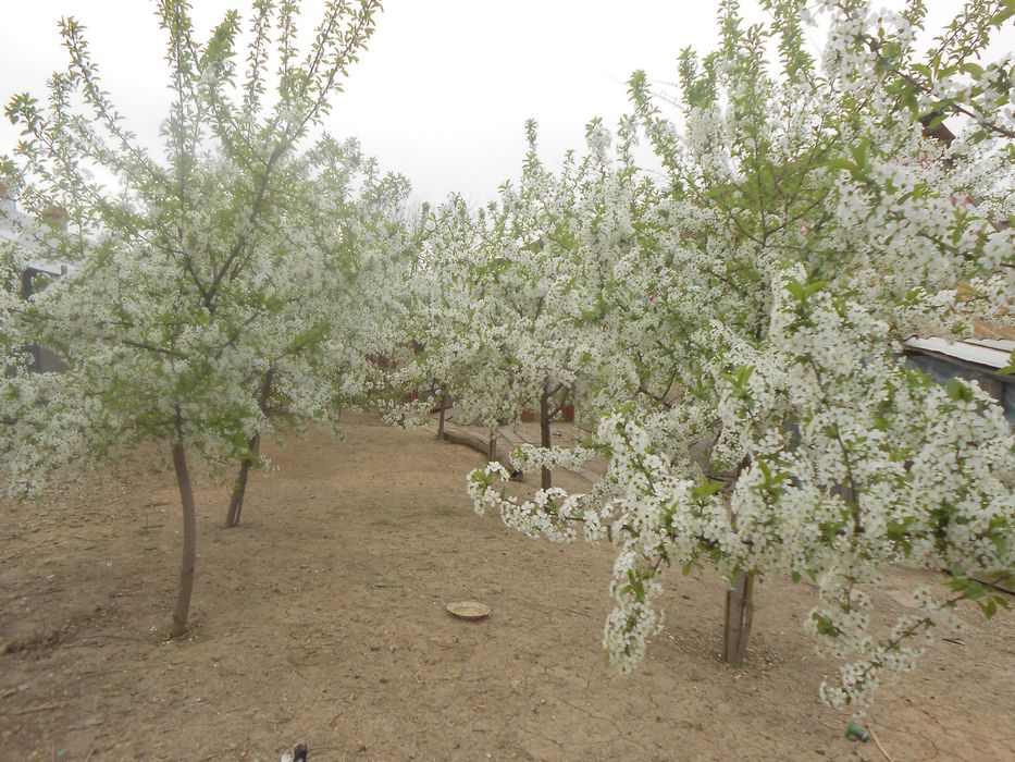 casa plus teren 1508mp