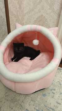 Продается чистокровный черный котенок