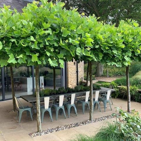 Pomi Ornamentali  platan englezesc