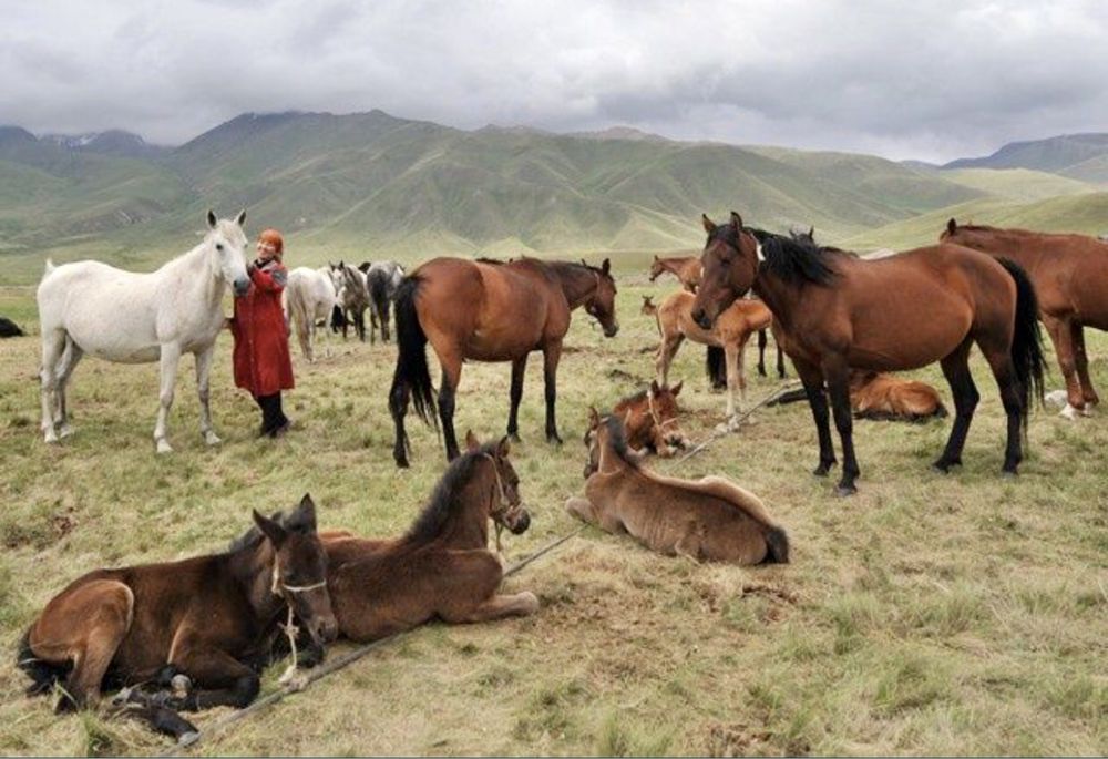 Кумыс шубат