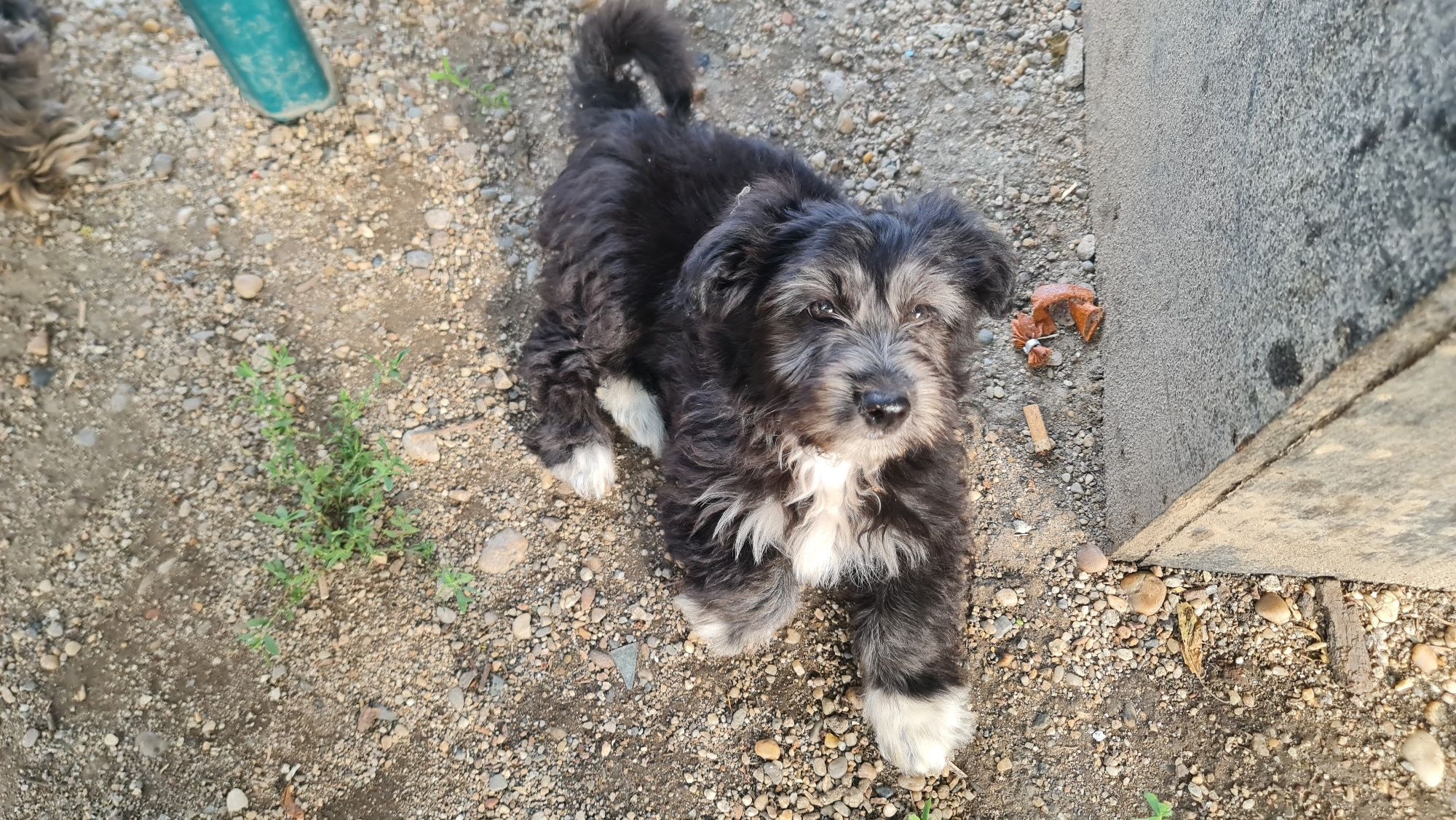 Ofer spre adoptie 2 catelusi dragalasi (baieti)