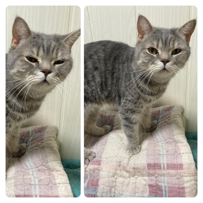 Кот британец крупный кастрированный  ищет дом ! Костанай! Привезем!