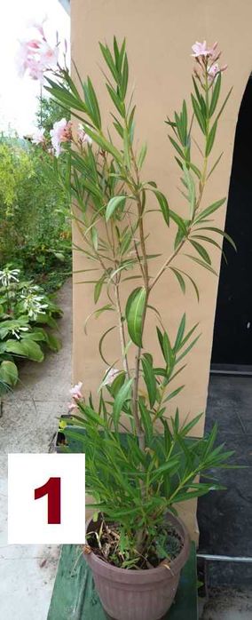 Зокуми,Олеандри,Лян