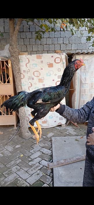 Дакан жужалар сотилади.