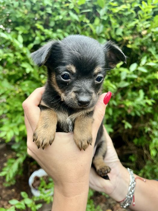 Продавам пинчери