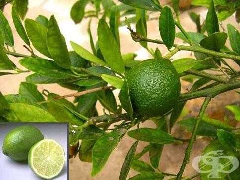 Цитруси - Лимон , Портокал , Мандарина , Грейфрут , Кумкуат ,Лайм и др