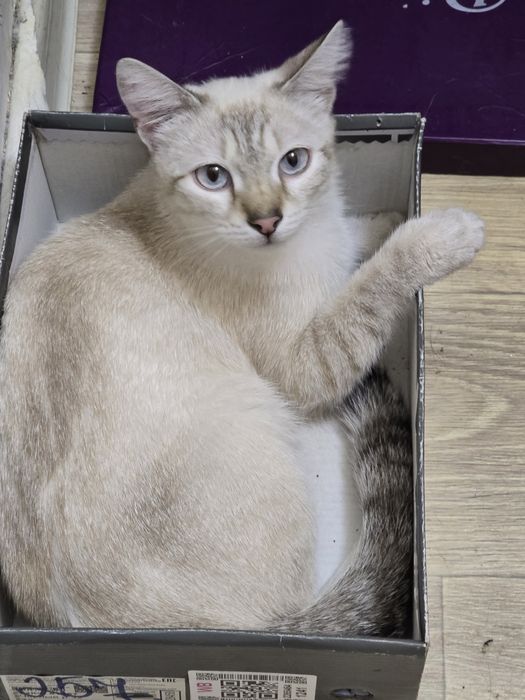 Кошечка ищет любящего хозяина