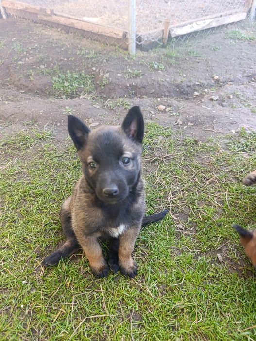 Чистокръвни малки белгийски овчарки Малинуа малионис