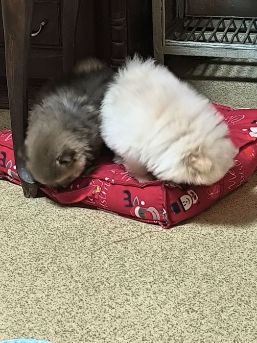 Померан мини момче