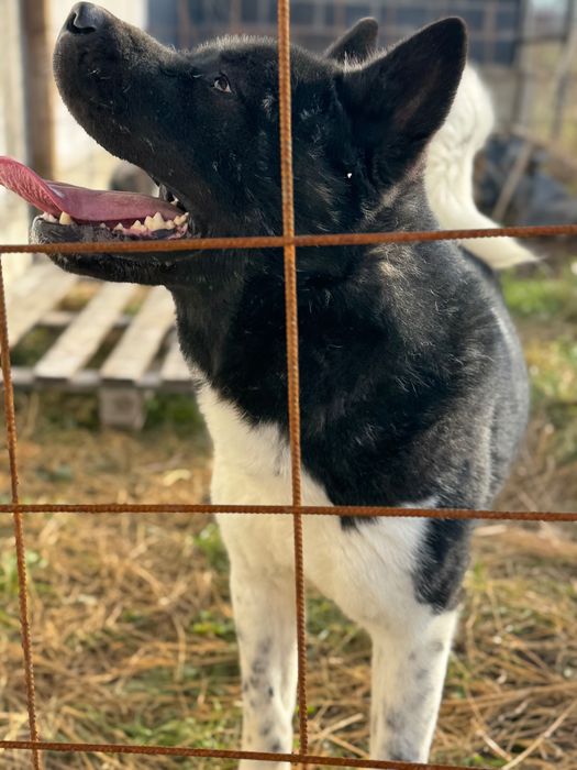 Akitta American se vinde