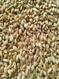 Продам пшеницу чистую сухую в мешках