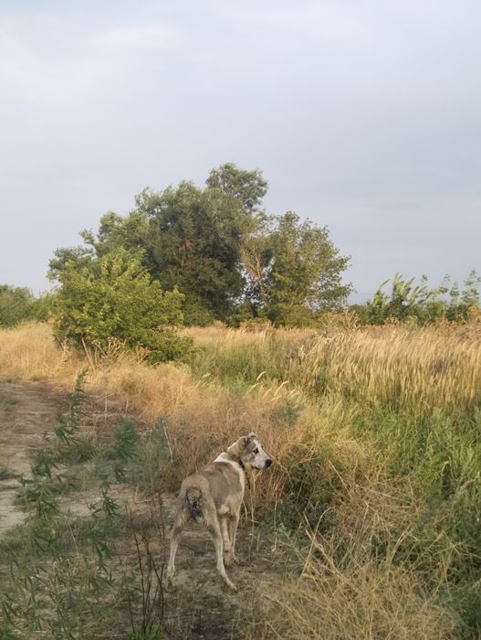 Алабай 10 месец хороших кровей