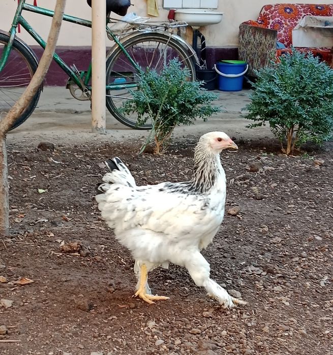 Хуроз Петух сотилади