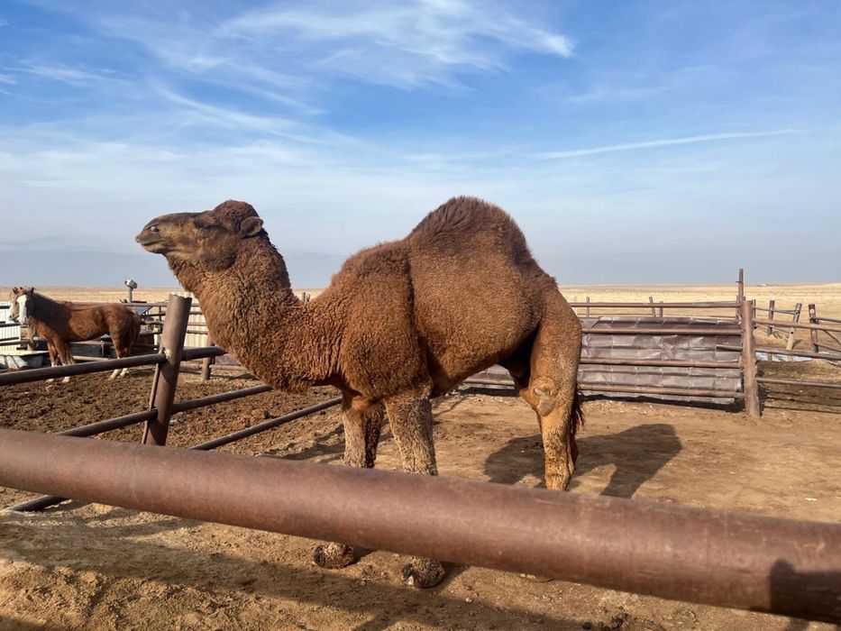 Улек сатылады таза Ару Ана туйе талгамайды