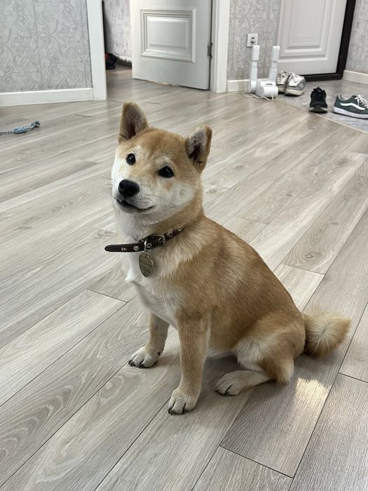 Щенок сибаину 4 месяца