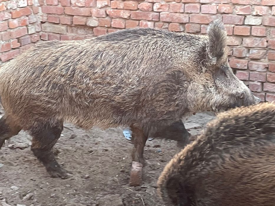 Прасета за продаване