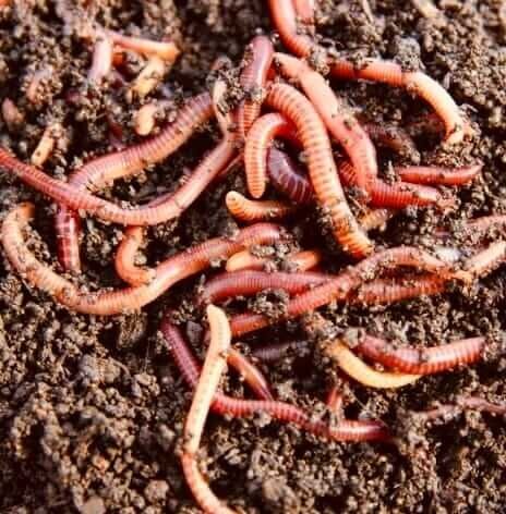 черви для рыбалки  по 77шт=1000 тг