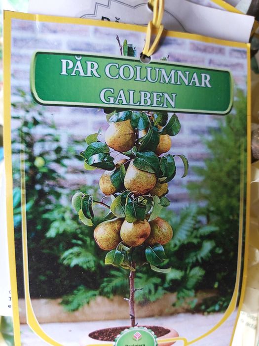 pomi columnari cu radacina ambalata