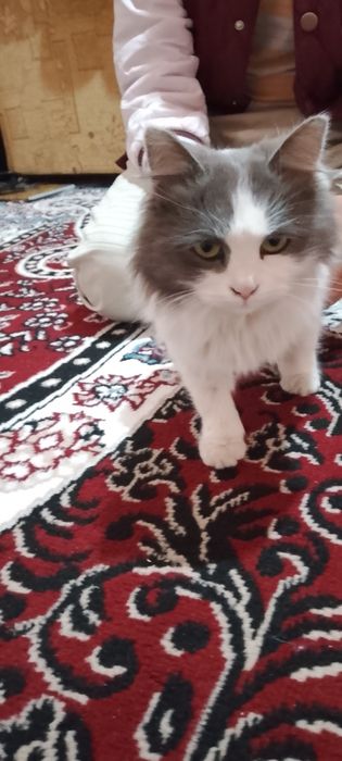 Mushuk zotli мейкун