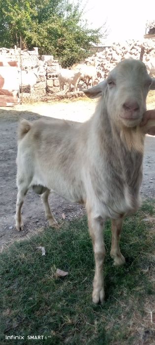 Огул коз (куштиришга), Темпераментный!