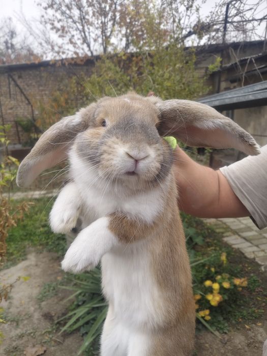Продам кроликов порода "французский баран"