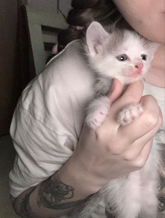 котята очень ласковые