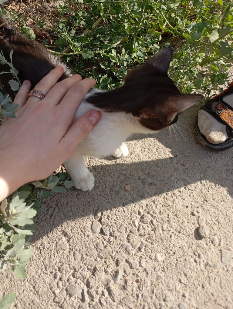 Котёнок в добрые руки!!