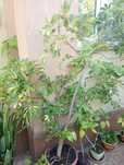Planta ornamentala