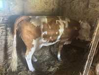 Vaca fatata recent