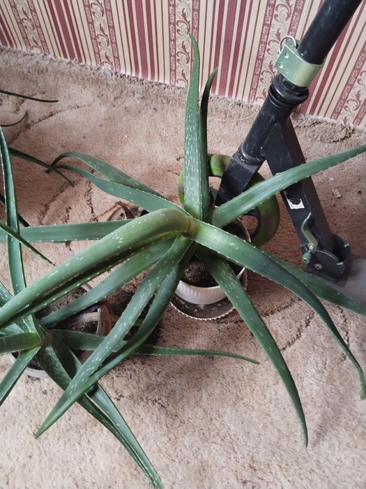 Цветок алое вера комнатный возраст 8лет листья полные наливные